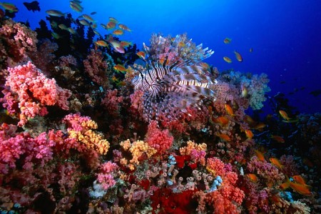 Cùng khám phá những hoạt động thú vị nhất tại HP Reef Maldives
